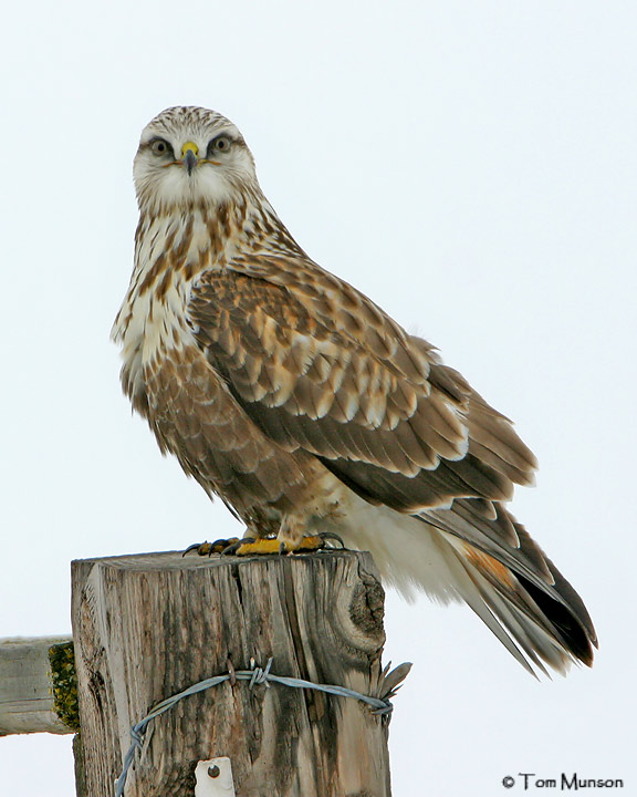Rough-legged Hawk
