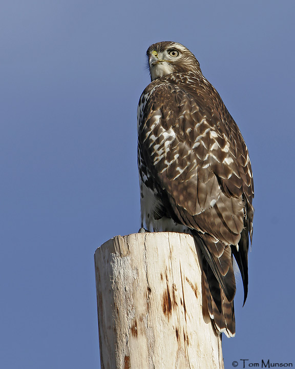 (Harlans juv.)  Red-tailed Hawk