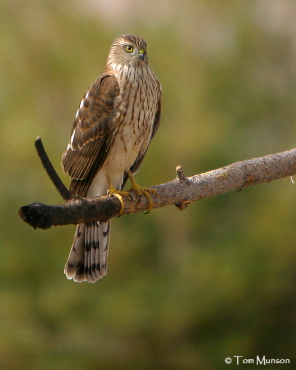 Coopers Hawk