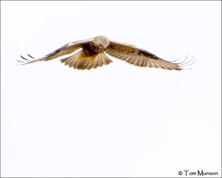 Rough-legged Hawk