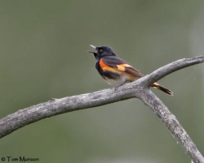 American Redstart