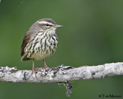 Northern Waterthrush