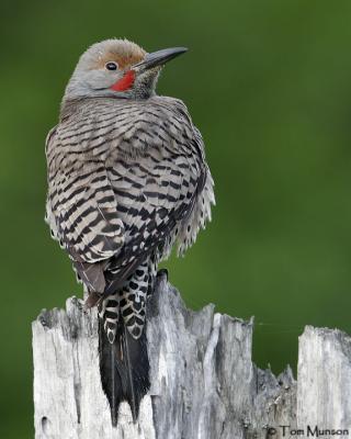 Northern Flicker