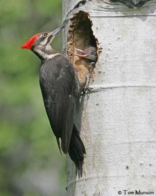 Pileated Woodpecker  (female)