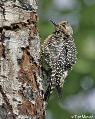 Williamson's Sapsucker  (female)