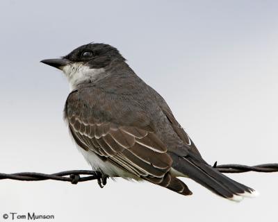 Eastern Kingbird