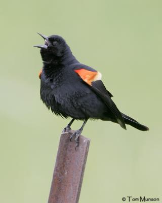 Red-winged Blackbird