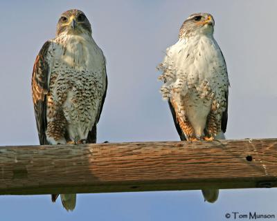 Ferruginous Hawks    (female)  (male)