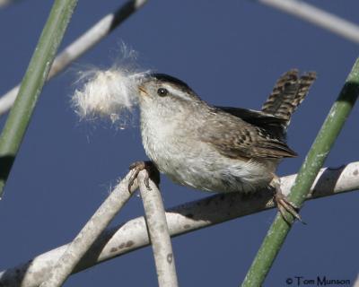 Marsh Wren