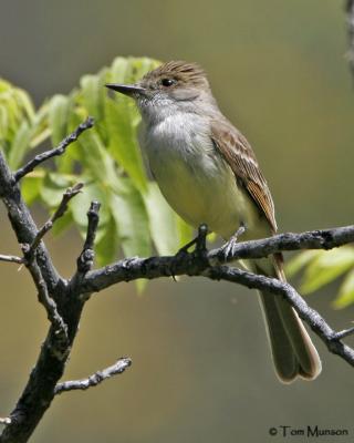 Dusky-capped Flycatcher