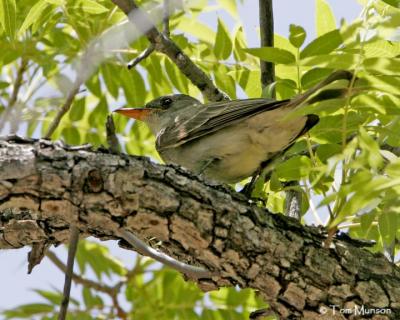 Greater Pewee