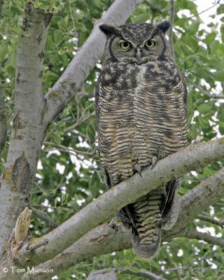 Great Horned Owl