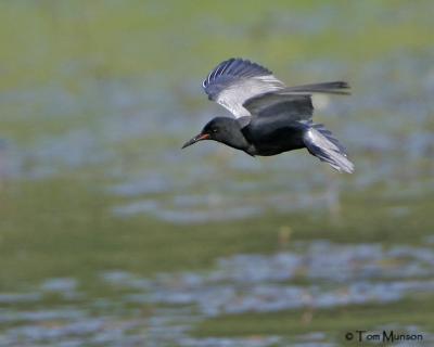 Black Tern