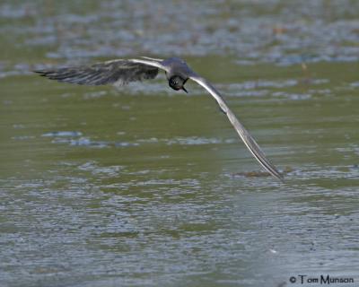 Black Tern