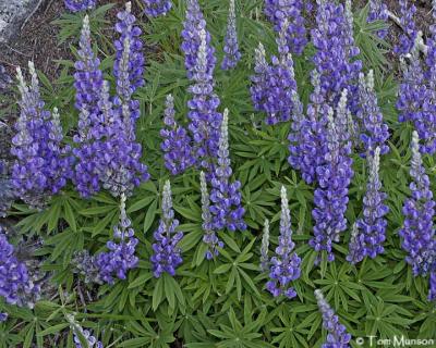  Lupine 