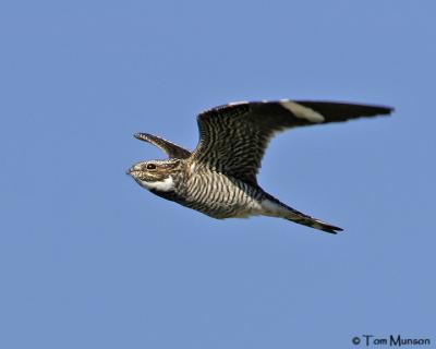 Common Nighthawk