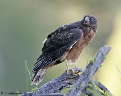 Northern Harrier (juv)