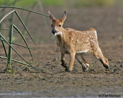 White tailed Fawn