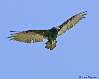 Turkey Vulture