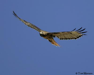 Red-tailed Hawk