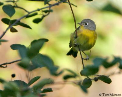 Nashville Warbler