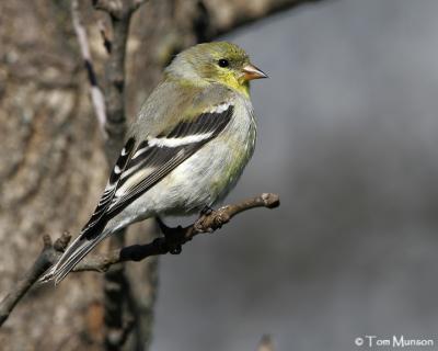 American Goldfinch