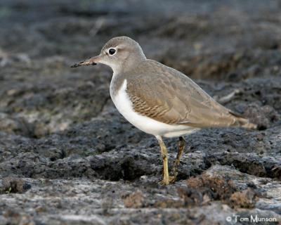 Spotted Sandpiper