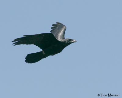 Common Raven