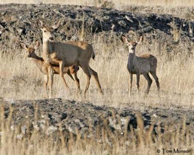 Mule Deer Doe & Fawns