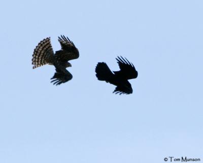 Cooper's Hawk-Common Raven