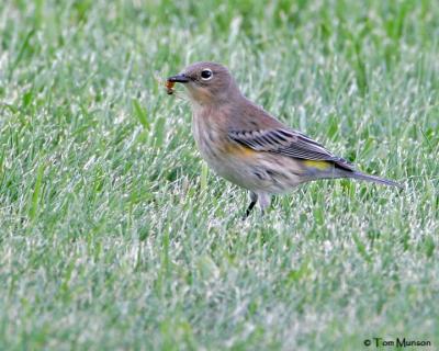 Yellow-rumped Warbler