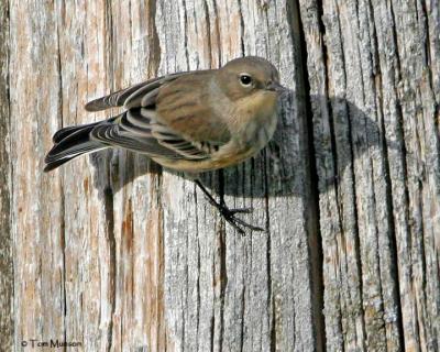 Yellow-rumped  Warbler