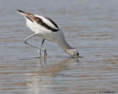 American Avocet