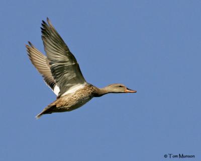 Gadwall