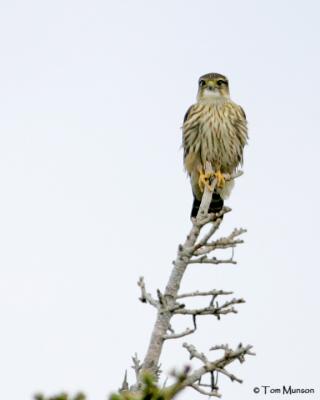 Merlin