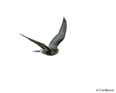 Merlin