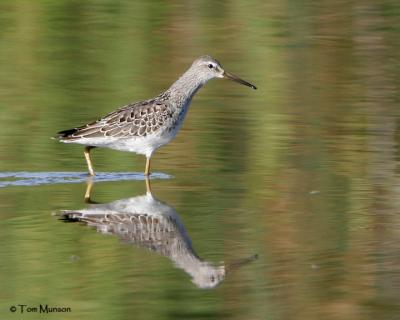 Stilt Sandpiper