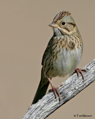 Lincoln Sparrow