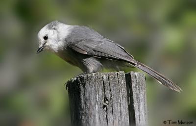 Gray Jay