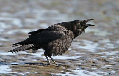 American Crow