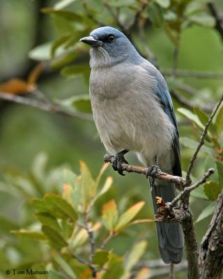 Mexican Jay