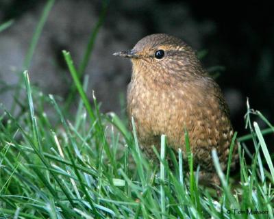 Winter Wren