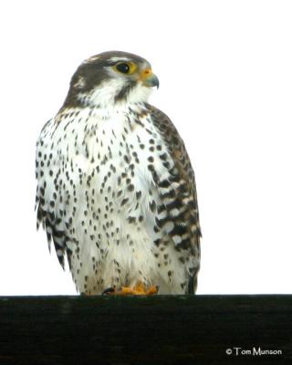Prairie  Falcon