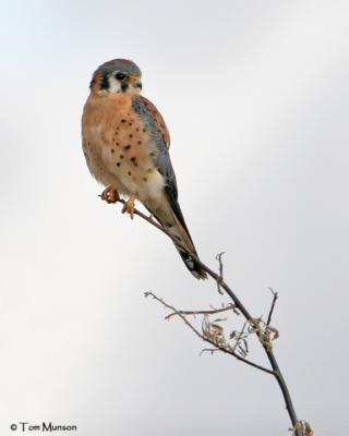 American Kestrel