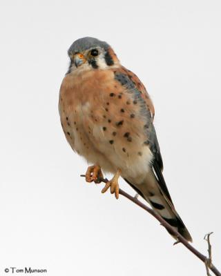 American Kestrel