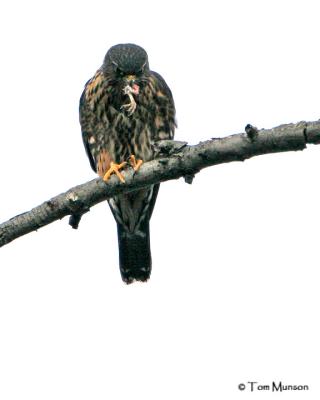 Merlin