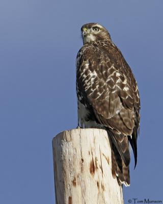 (Harlan's juv.)  Red-tailed Hawk