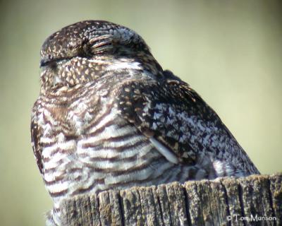 Common Nighthawk