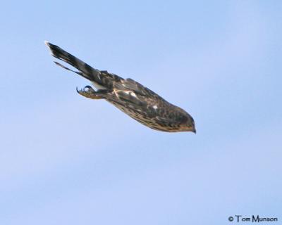 Coopers Hawk  (at 100 MPH)