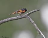 American Redstart